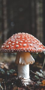 Naturaleza,Otoño,Champiñón,Follaje,Seta Venenosa,Toadstool,Amanita Muscaria,Matamoscas,Seta