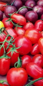 Tomatoes,Variety,Varieties,Cherry,Vegetables,Food