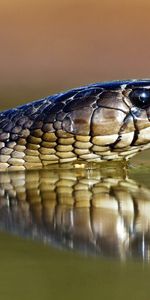 Tongue,Language,Animals,Eyes,Snake