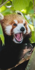 Langue Saillante,La Langue Est Sortie,Petit Panda,Animaux,Drôle,Panda Rouge,Panda