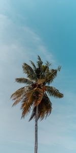 Top,Tree,Crown,Branches,Krone,Nature,Wood,Palm