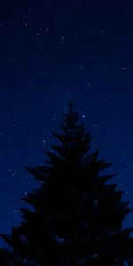 Top,Wood,Tree,Starry Sky,Outline,Night,Dark