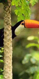 Toucans,Animals,Birds