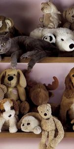 Toys,Dog,Shelf,Animals,Cat