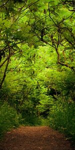 Trail,Thickets,Thicket,Nature,Trees,Forest,Path