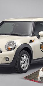 Transports,Animaux,Voitures,Chiens,Mini Cooper