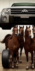 Transport,Animals,Auto,Horses