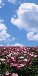 Transport,Landscape,Flowers,Sky,Fields