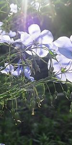 Transporte,Plantas,Flores,Sol