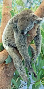 Dormir,Soñar,Koala,Coala,Animales,Madera,Árbol,Animal