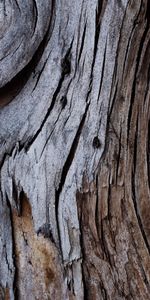 Bois,Aboyer,Arbre,Fissure,Écorce,Fissures,Texture,Textures