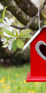 Nichoir,Birdhouse,Bois,Arbre,Branche,Fleurs,Divers