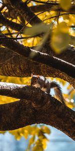 Tree,Branch,Animal,Squirrel,Wood,Wildlife,Animals