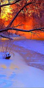 Tree,Branches,Pond,Frozen,Branch,Evening,Nature,Snow,Wood,Winter,Sunset