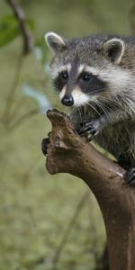 Tree,Branches,Striped,Raccoon,Animals,Wood