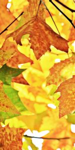 Tree,Branches,Wood,Nature,Maple,Autumn,Foliage