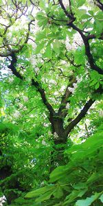 Châtaigne,Arbre,Nature,Bois,Feuilles,Fleurs