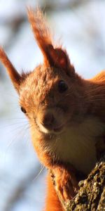 Tree,Climb,Animals,Wood,Squirrel