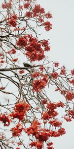 Tree,Clusters,Nature,Berries,Wood,Bunches,Bird