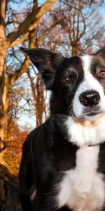 Tree,Dog,Muzzle,Squint,Animals,Shine,Light,Wood