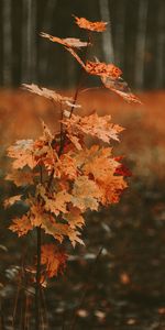 Sec,Érable,Bois,Arbre,Feuilles,Automne,Nature