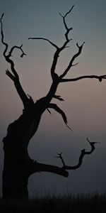 Tree,Dusk,Nature,Twilight,Wood,Minimalism