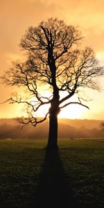 Madera,Luz De Sol,Luz Del Sol,Puesta Del Sol,Árbol,Oscuridad,Naturaleza,Crepúsculo