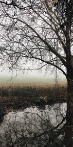 Tree,Fallen,Nature,Rivers,Autumn,Wood,Fog,Foliage,Melancholy