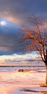 Désert,Bois,Déserté,Arbre,Clôture,Nature,Neige