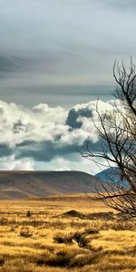 Tree,Field,Lonely,Steppe,Nature,Wood,New Zealand