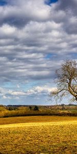 Tree,Field,Nature,Wood,Landscape