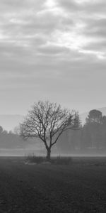 Bois,Domaine,Arbre,Nature,Brouillard,P C,Champ,Chb