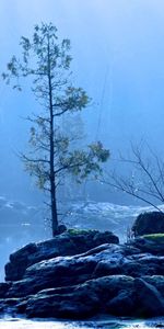 Tree,Fog,Lake,Wood,Nature