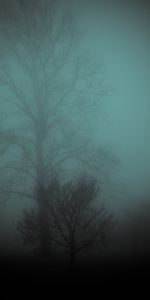 Bois,Arbre,Brouillard,Nature,Tristement,Sombre