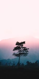 Tree,Fog,Sunlight,Nature,Wood,Dawn,Landscape