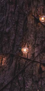 Tree,Garland,Bark,Lamps,Trunk,Miscellanea,Wood,Miscellaneous,Lamp