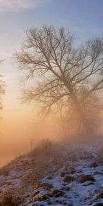 Neige,Bois,Arbre,Herbe,Nature