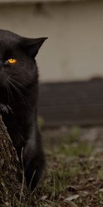 Tree,Hide And Seek,Animals,Wood,Eyes,Cat