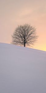 Tree,Hillock,Nature,Wood,Snow,Winter,Minimalism