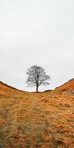 Naturaleza,Las Colinas,Valle,Madera,Árbol,Barranco,Colinas