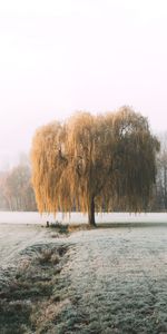 Tree,Hoarfrost,Willow,Winter,Wood,Frost,Nature