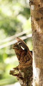 Bois,Arbre,Lézard,Animaux,Reptile,Caméléon