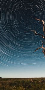 Tree,Movement,Traffic,Starry Sky,Long Exposure,Kaleidoscope,Stars,Wood,Nature