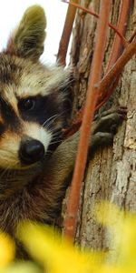 Tree,Muzzle,Animal,Raccoon,Branches,Wood,Animals