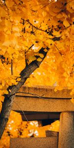 Tree,Nature,Autumn,Wood