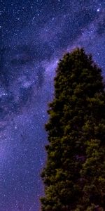 Tree,Nature,Stars,Wood,Starry Sky,Milky Way