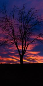 Tree,Nature,Sunset,Silhouette,Wood