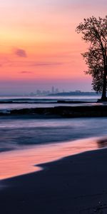 Bois,Côte,Arbre,Nature,Crépuscule,Sombre,Plage