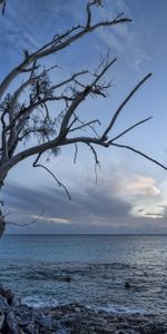 Tree,Nature,Wood,Landscape,Sea