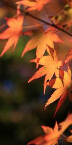 Tree,Nature,Wood,Leaves,Autumn